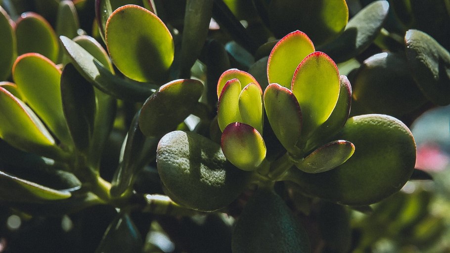 Эхеверия каменная роза Суккуленты