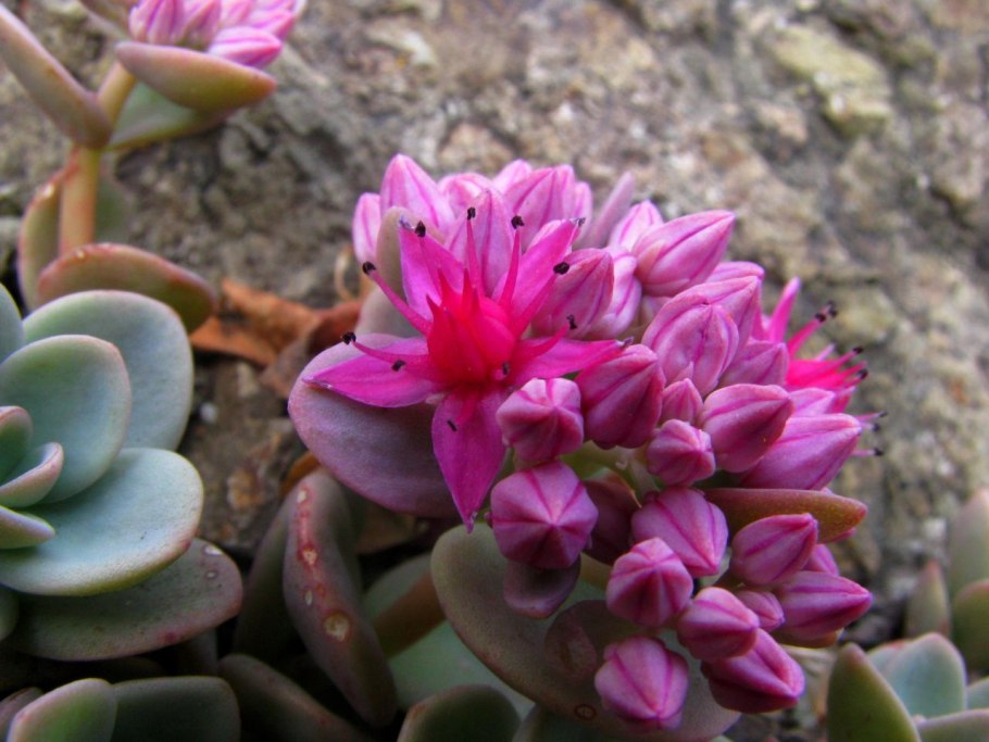 Очиток Эверса 'homophyllum'