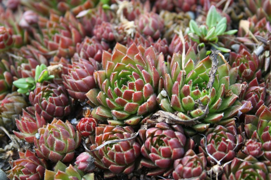 Бородник суккулент