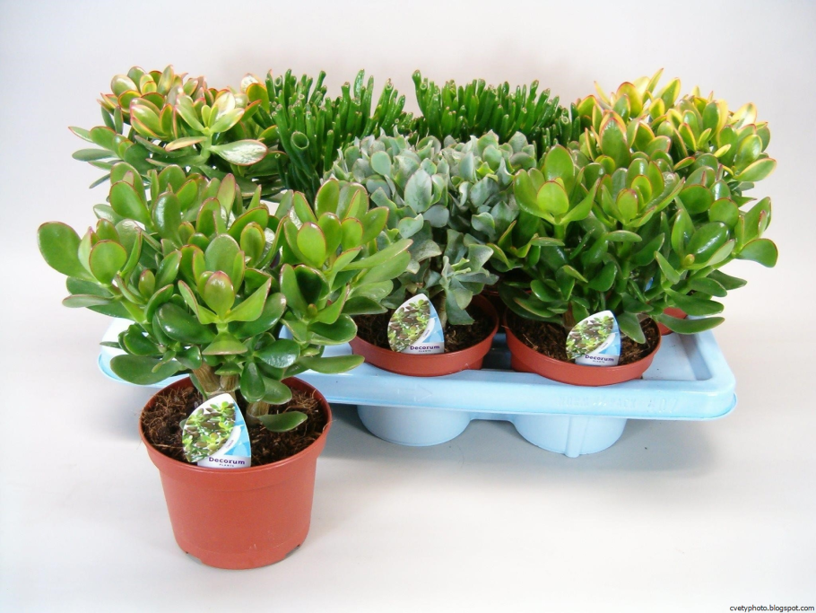 Крассула спринг тайм