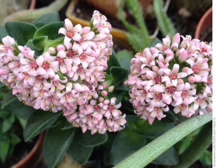 Крассула спринг тайм