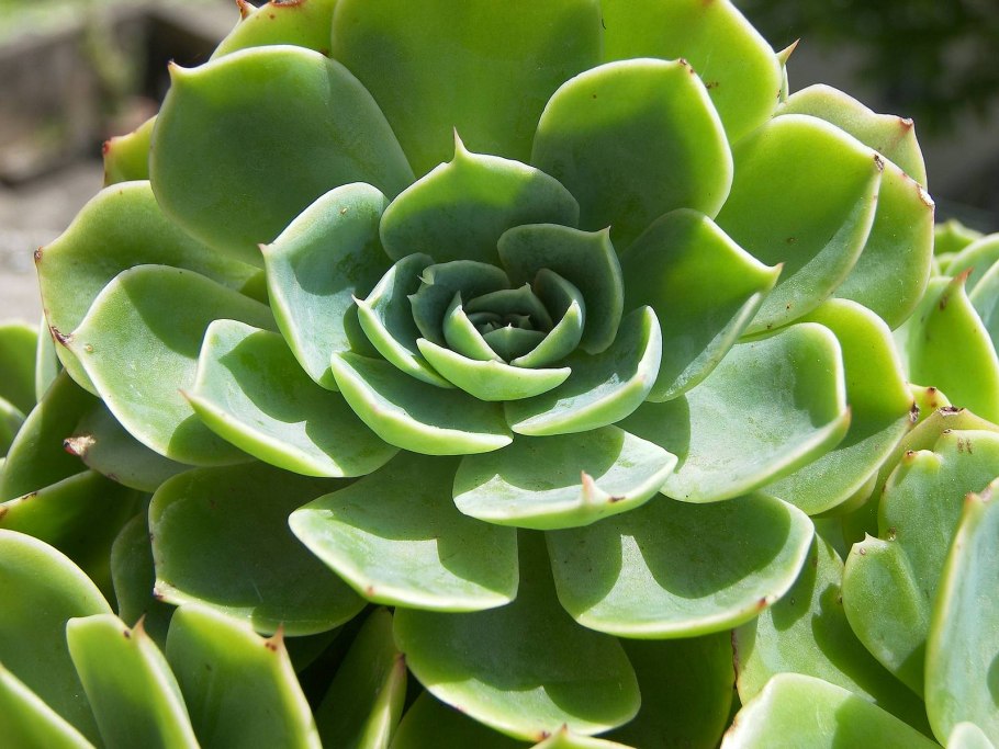 Очиток Альба