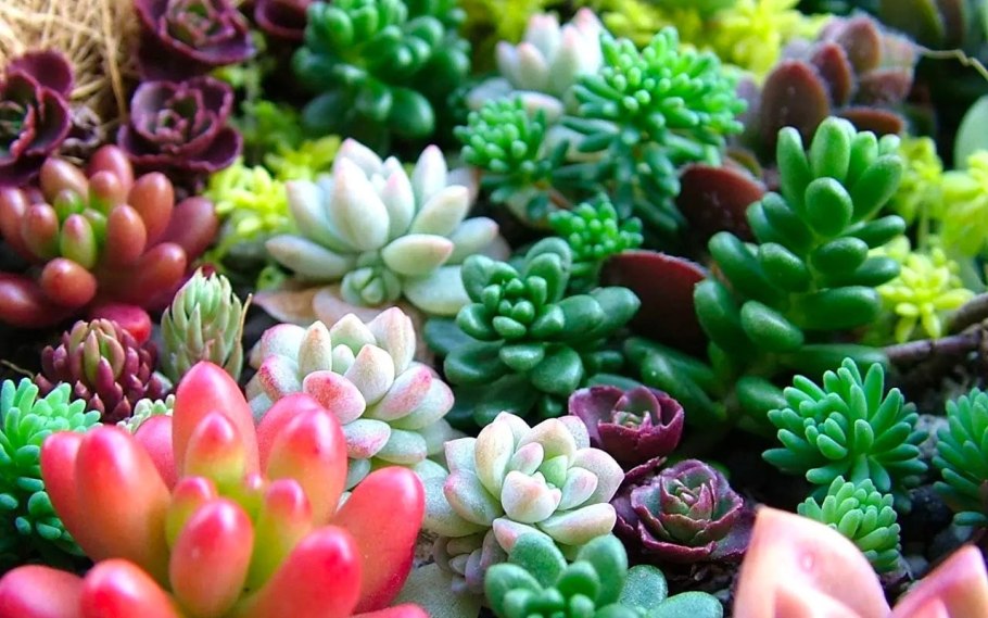 Актефила (Actephila) - суккулент