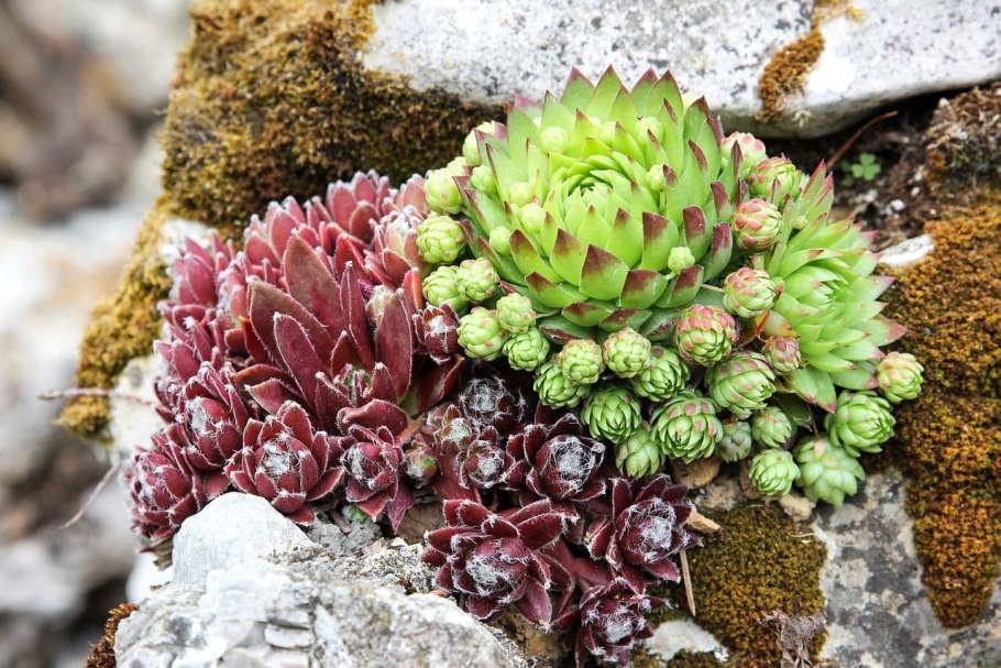 Альпийская живучка sempervivum