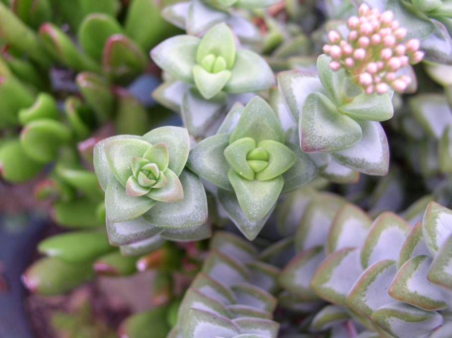 Суккулент крассула овата