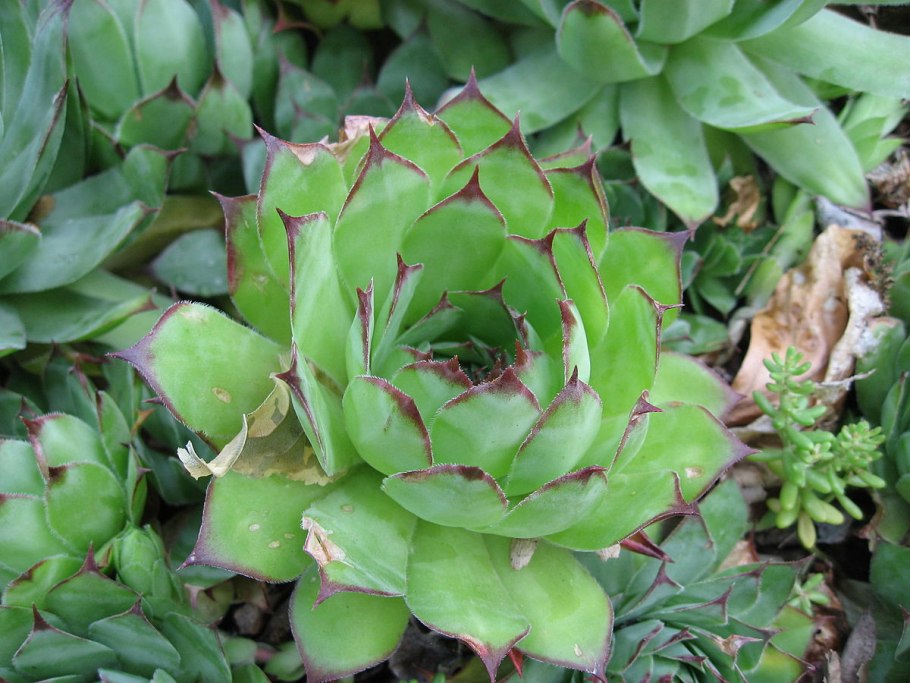 Молодило кровельное sempervivum tectorum