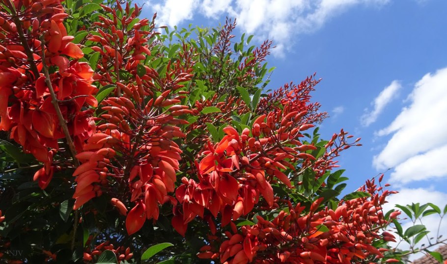 Erythrina acanthocarpa