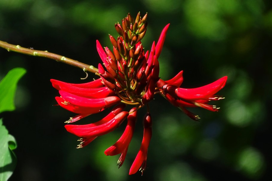 Эритрина коралловая