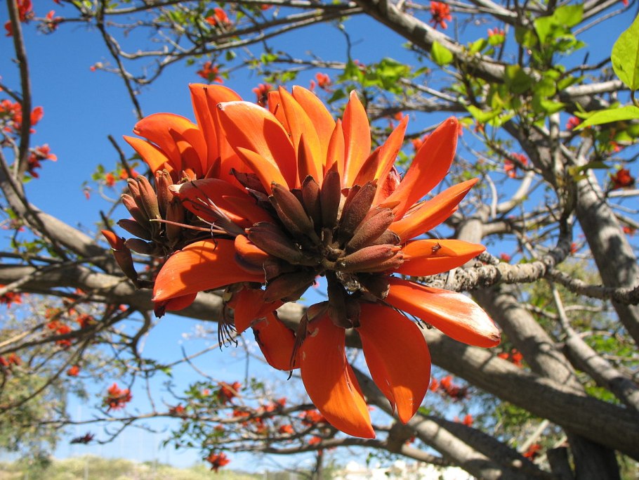 Коралловое дерево (Erythrina variegata