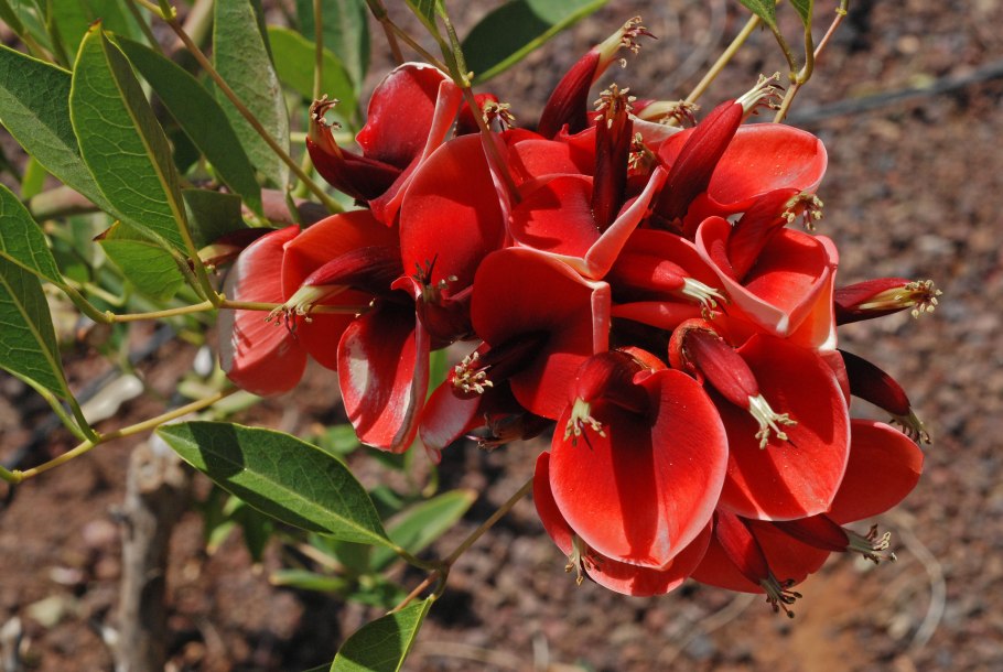 (Erythrina Indica),дерево мандара.