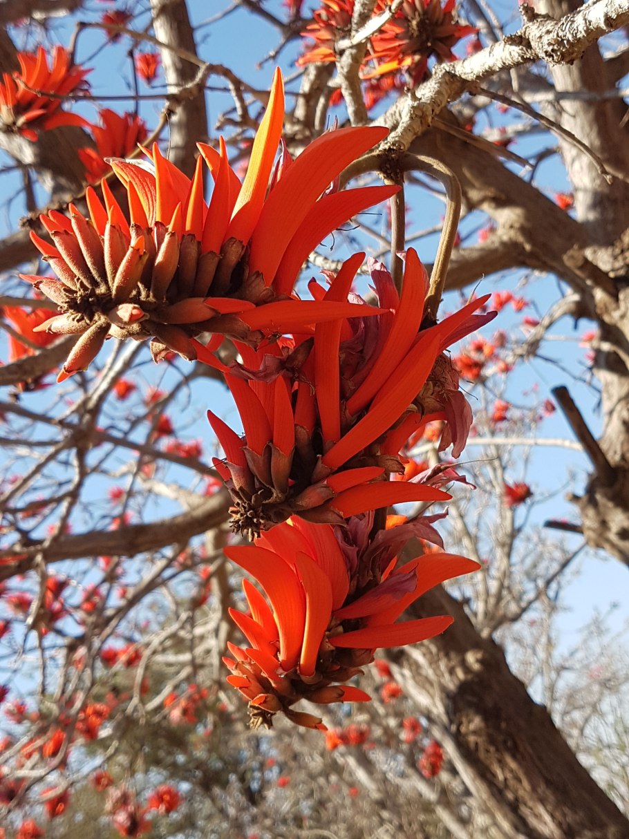 Эритрина цветок Аргентины