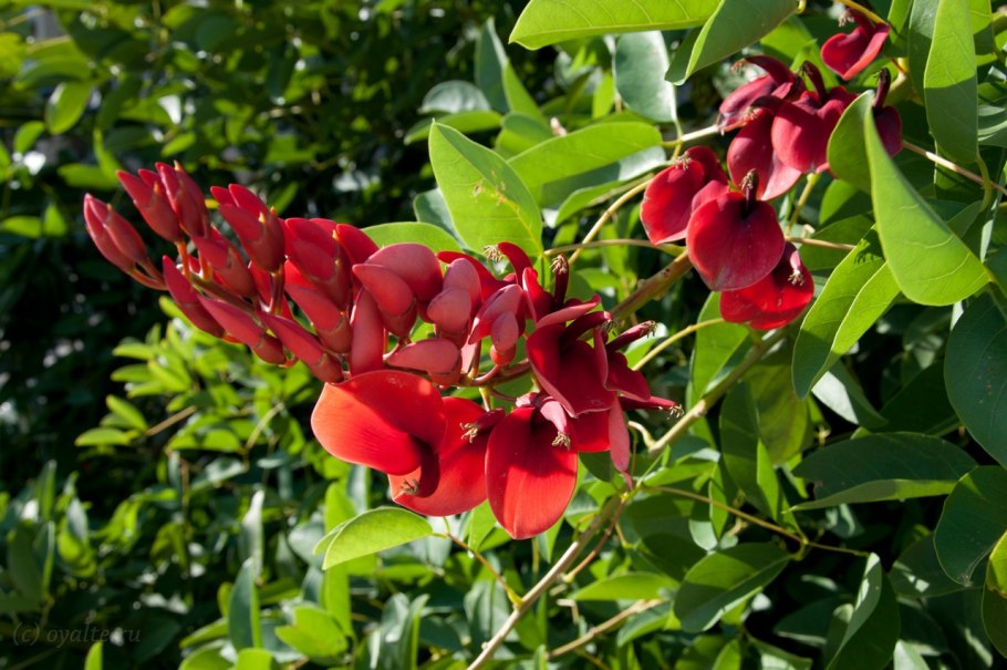 Эритрина петушиный гребень