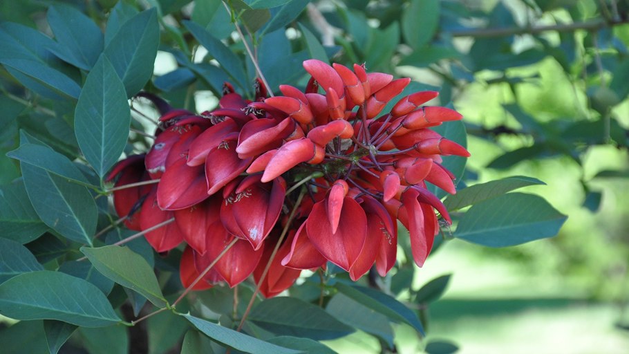 Эритрина коралловое дерево