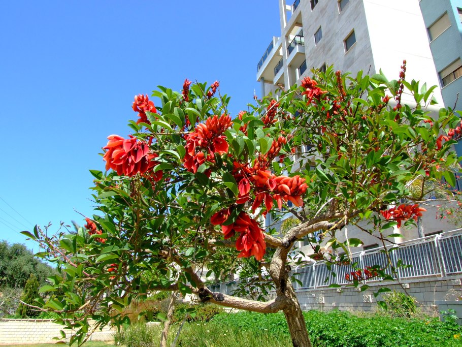 Erythrina Vespertilio