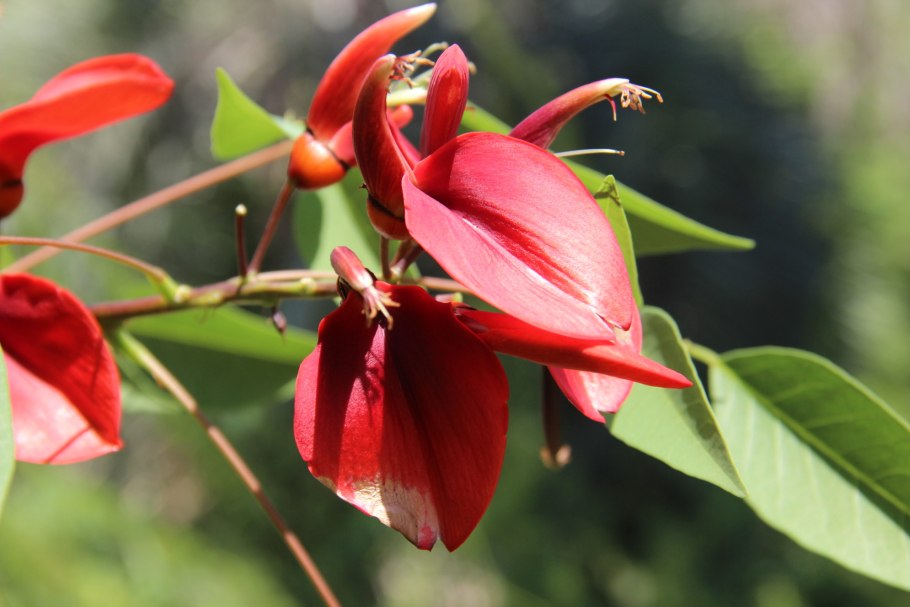 Эритрина колючеплодная