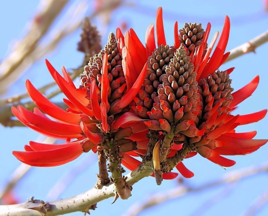 Эритрина петушиный гребень