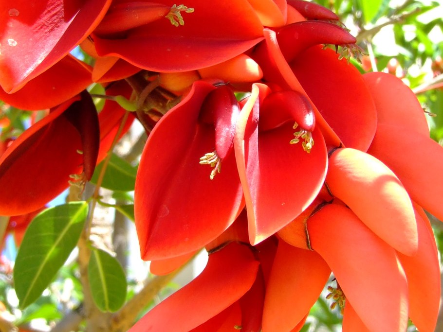 Erythrina Amazonica