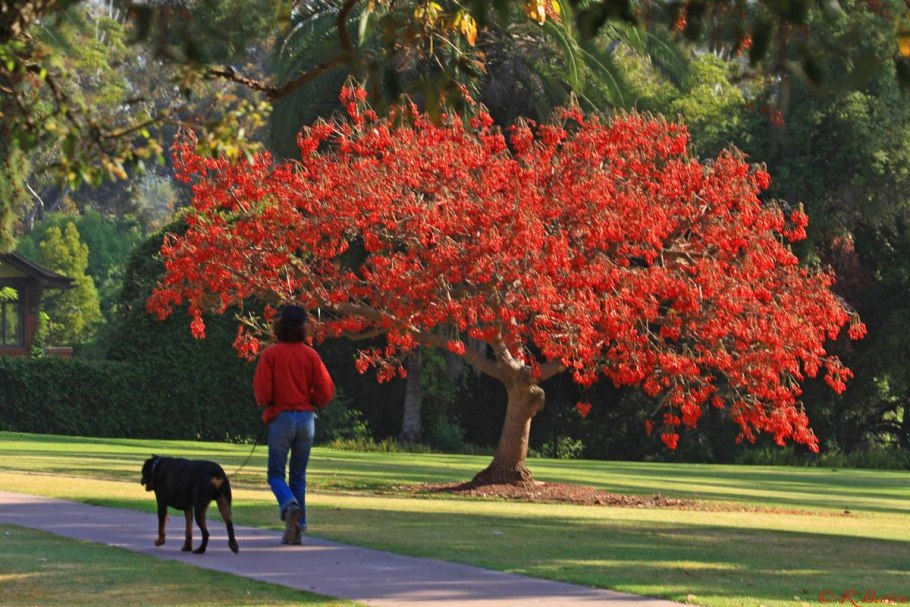 Erythrina variegata