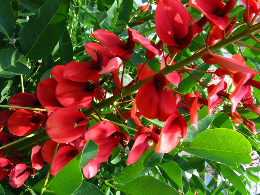 Эритрина петушиный гребень