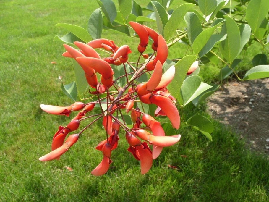 Эритрина Криста Галли