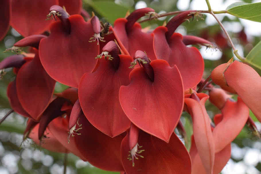 Erythrina crista galli