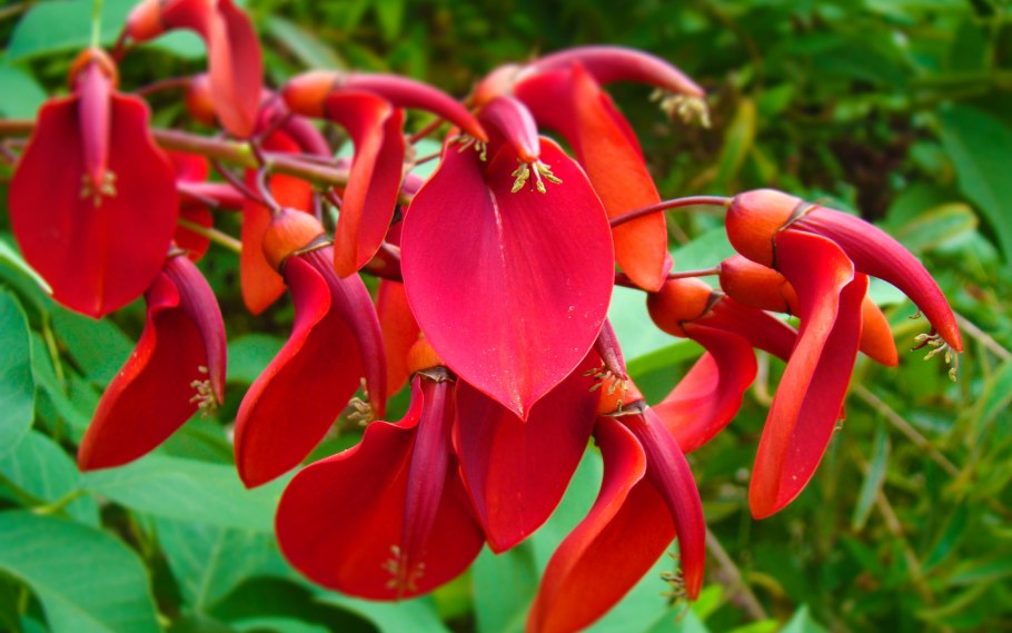 Эритрина Гавайская