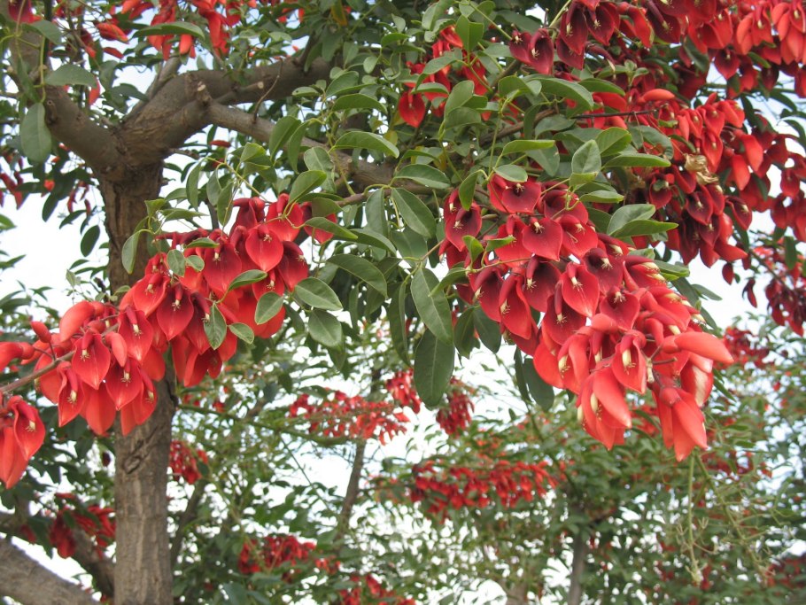 Эритрина коралловое дерево Родина