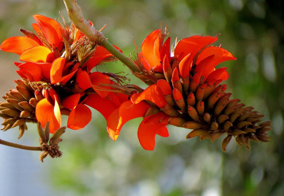 Эритрина коралловое дерево