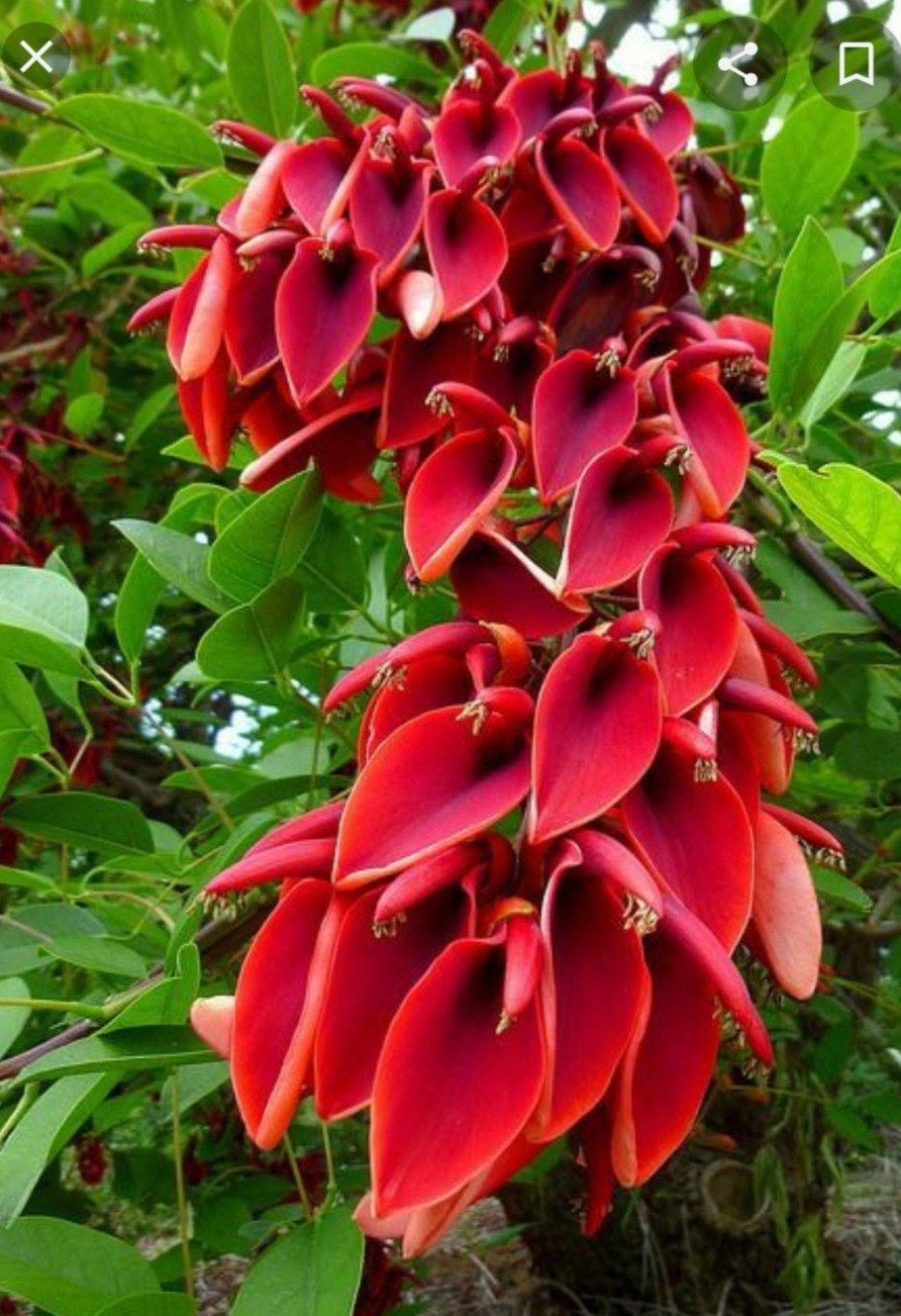 Эритрина петушиный гребень