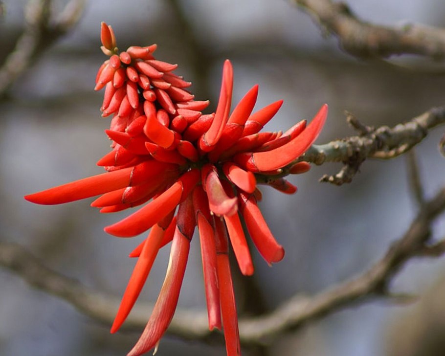 Erythrina caffra