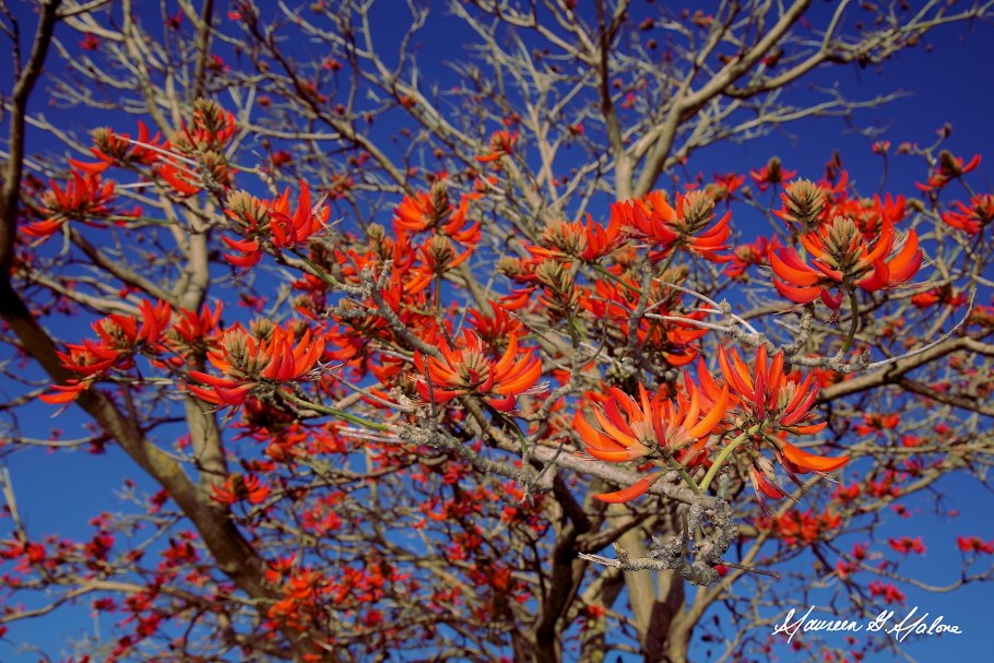Эритрина коралловое дерево в домашних условиях