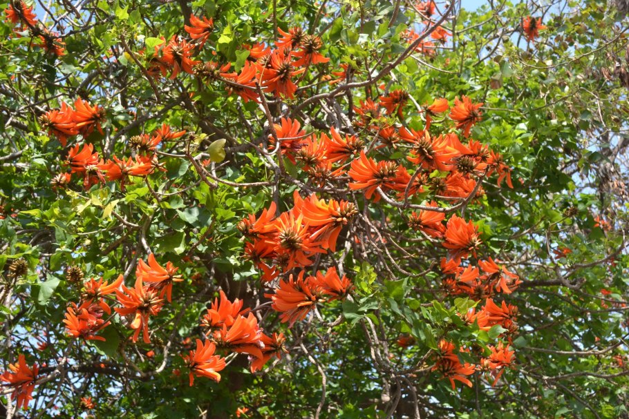 Erythrina caffra