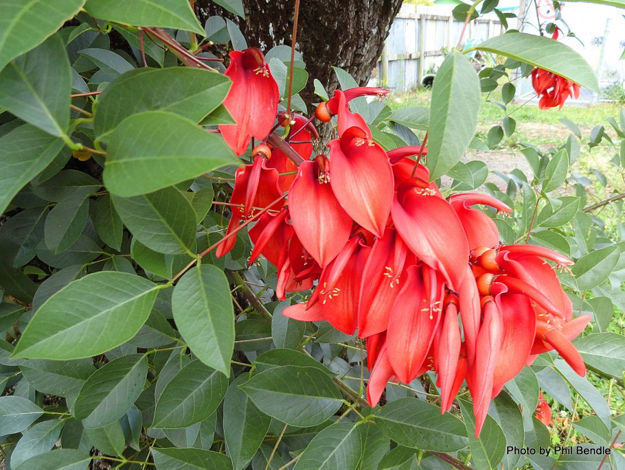 Эритрина коралловое дерево