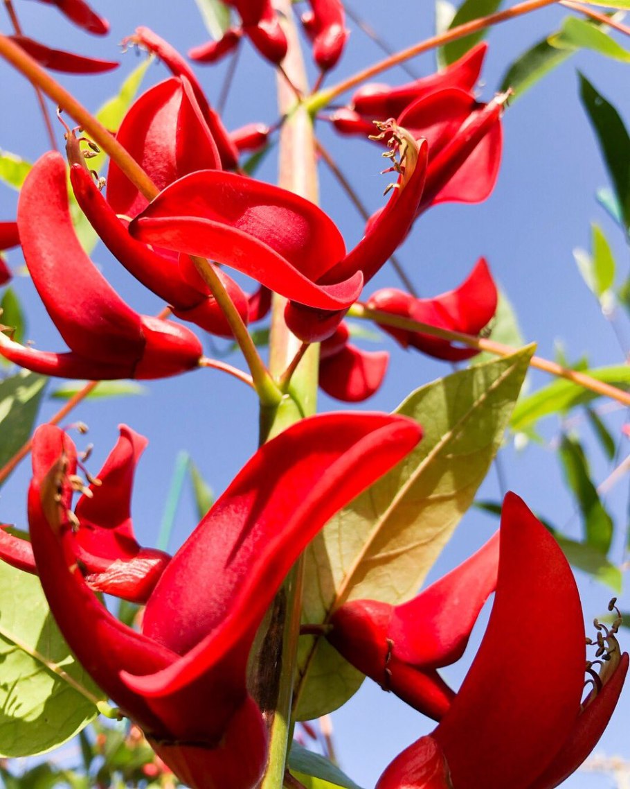 Эритрина петушиный гребень