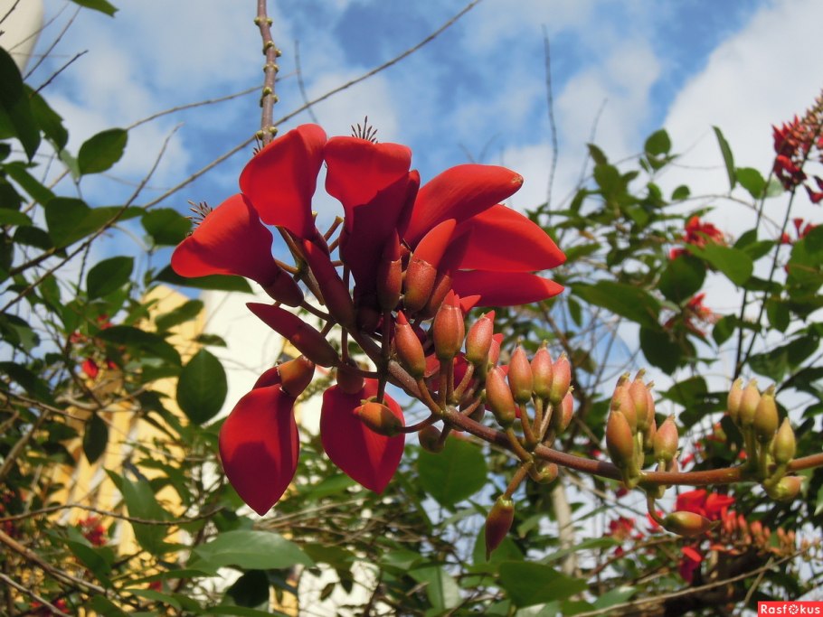 Эритрина Гавайская