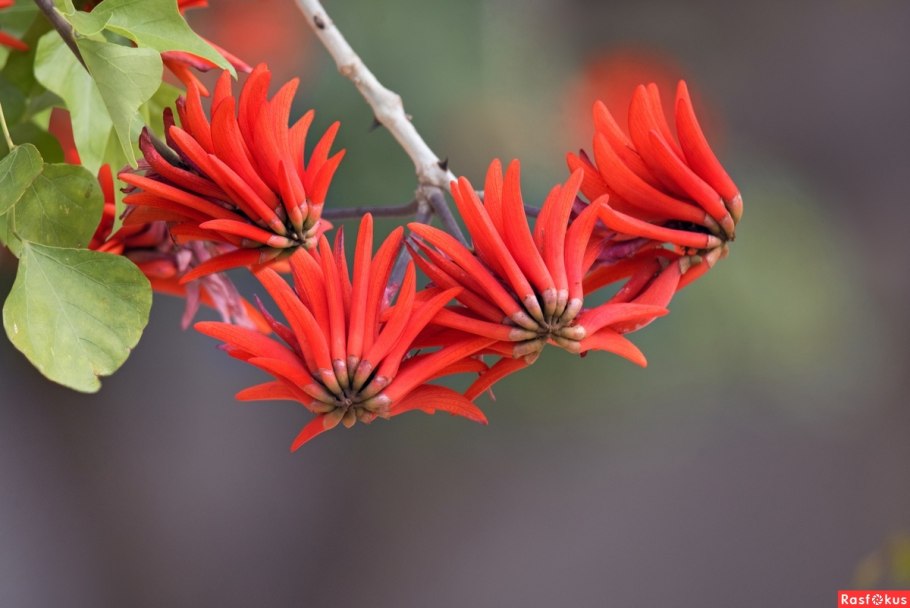 Эритрина цветок