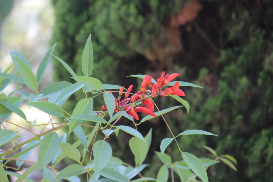 Эритрина цветок