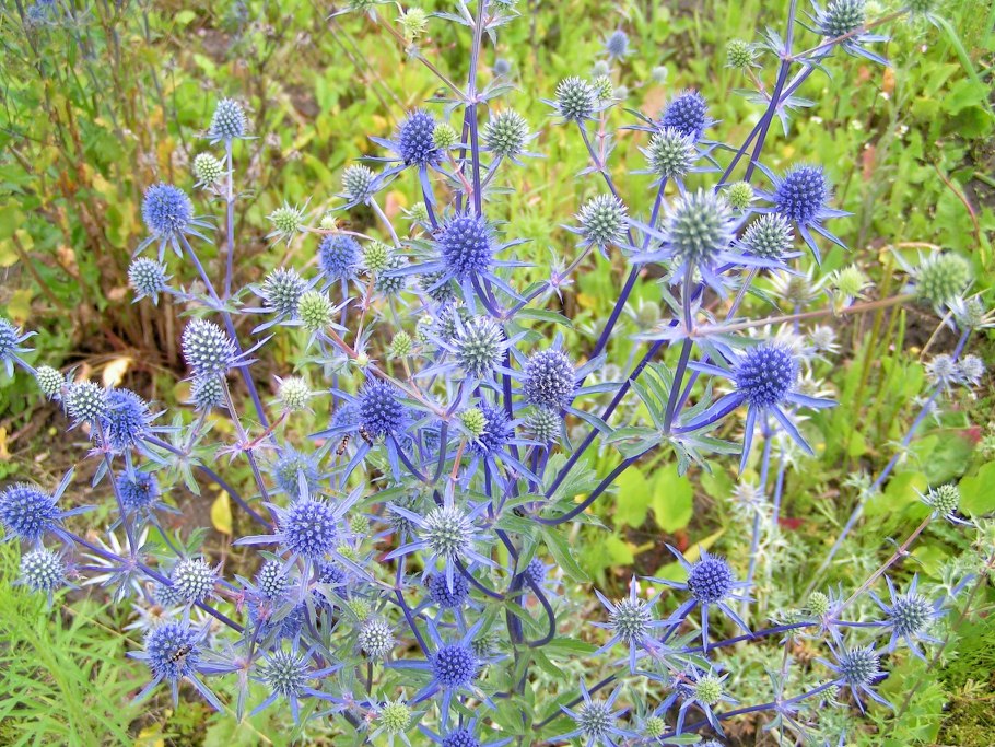 Синеголовник плосколистный Eryngium Planum