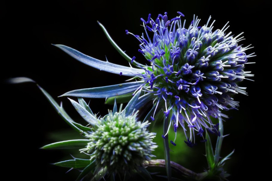 Синеголовник плосколистный Eryngium Planum