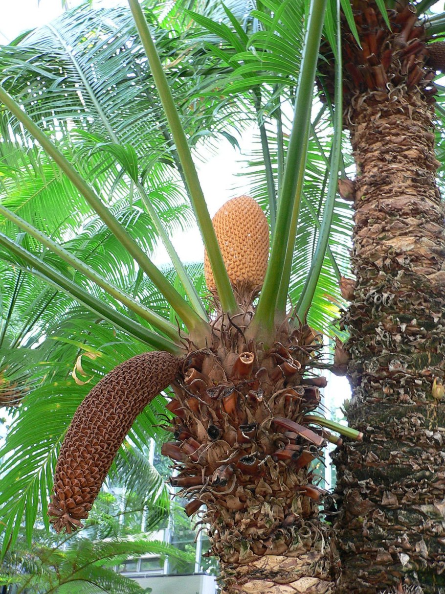 Cycas rumphii