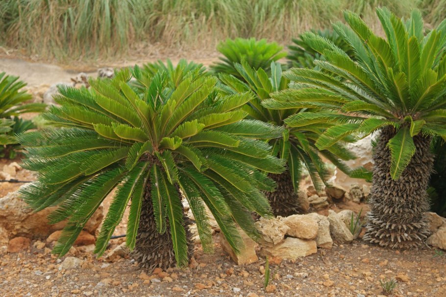 Цикас саговая пальма