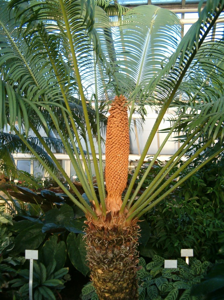 Cycas thouarsii