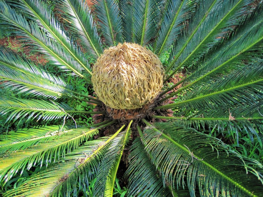 Cycas revoluta