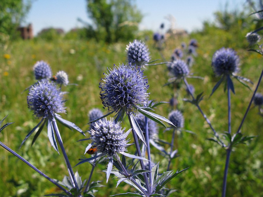 Синеголовник (Eryngium)