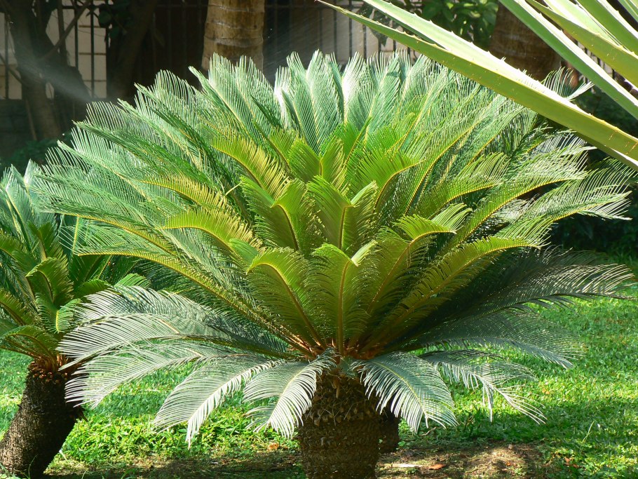 Саговник цикас