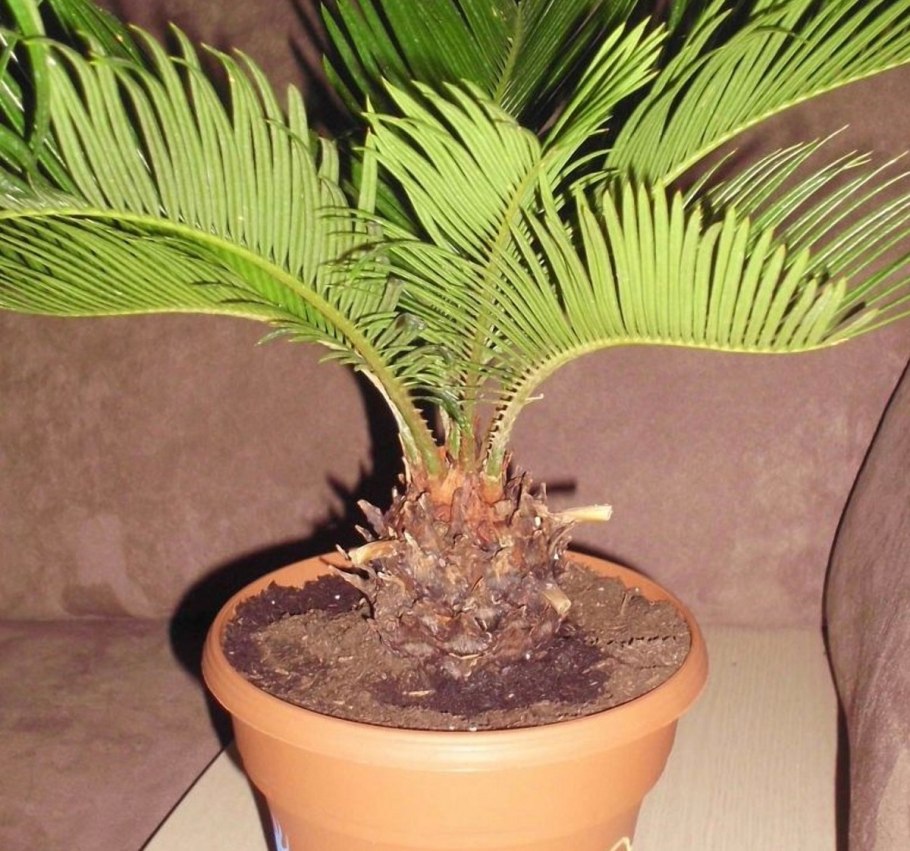 Пальмовидные цикас