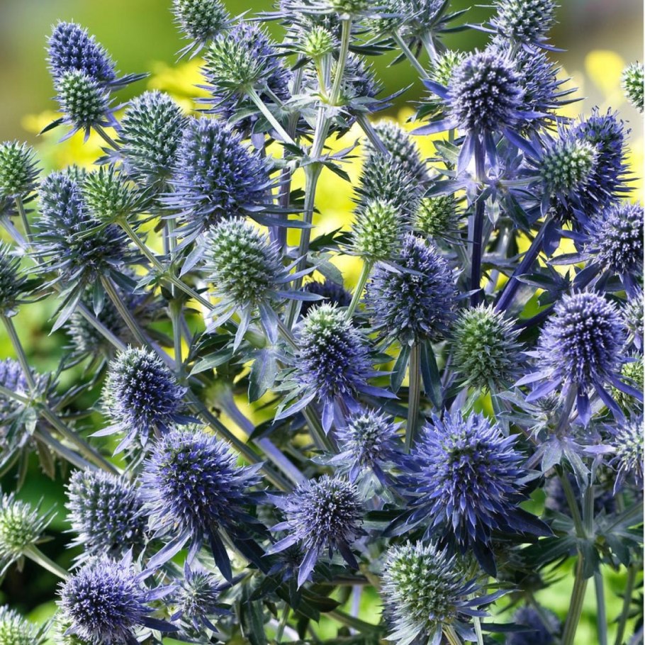 Синеголовник (Eryngium)