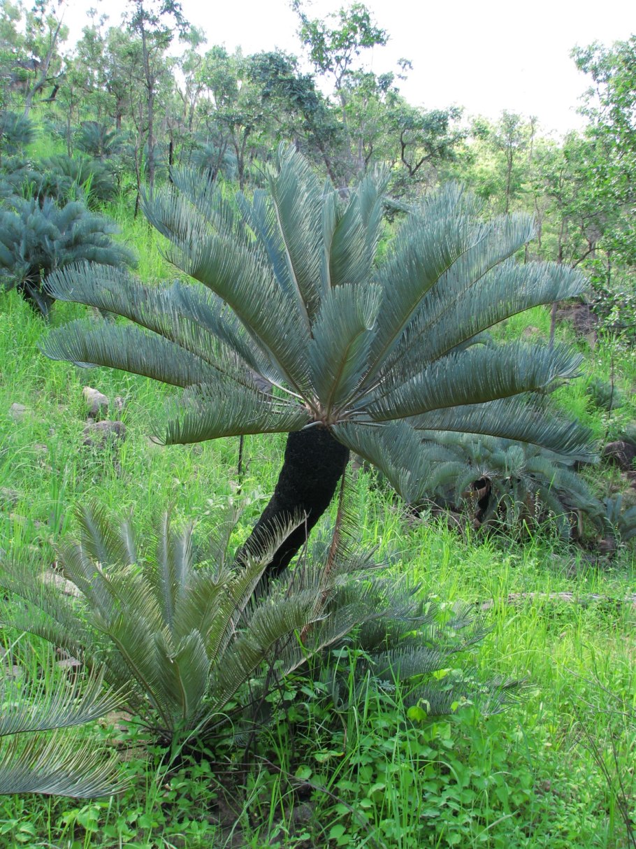 Cycas cairnsiana