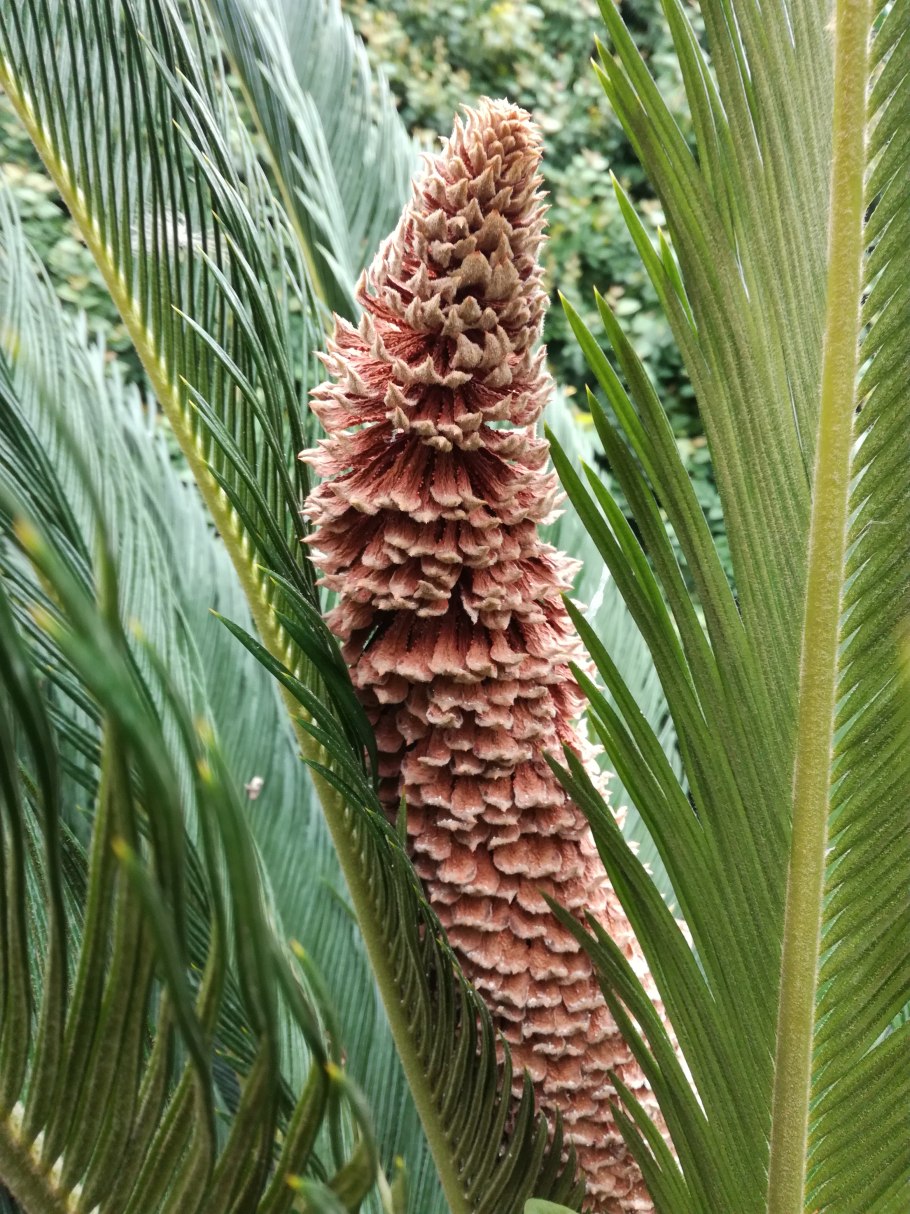 Цикас революта