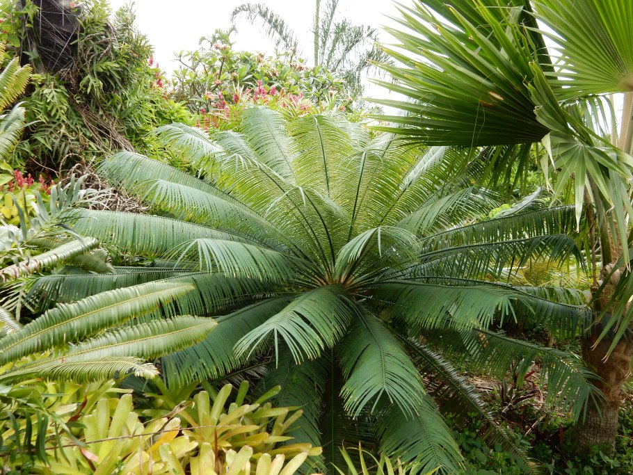 Cycas cairnsiana